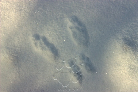 nielen líšky sa prechádzali po snehovej pokrývke, ale aj veveričky...