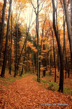 Košické lesy v jesennom šate